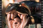 Anaconda